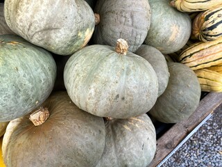 Closeup of blue kuri winter squash at a farmer's market