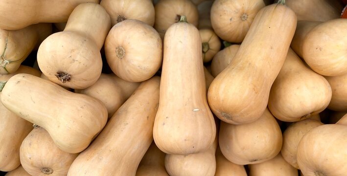 Pile of Butternut squash 