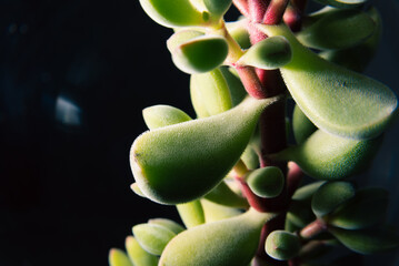 close up of leaves of beautiful succulent, nature