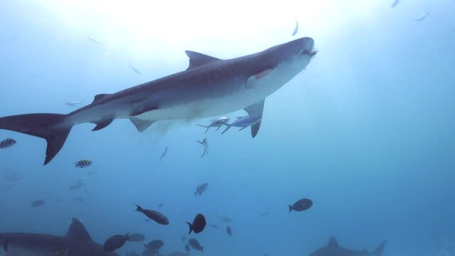 Tiger Shark Fuvahmulah