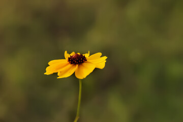 Weeds Are Flowers Too