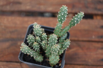 kaktus opuncja opuntia fragilis Frankfurt