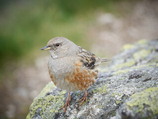 Płochacz halny, Prunella collaris - Tatrzański Park Narodowy - Tatry  © filozofgrecki