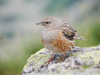 Płochacz halny, Prunella collaris - Tatrzański Park Narodowy - Tatry  © filozofgrecki