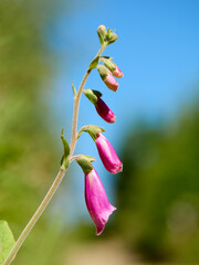 Naparstnica - Digitalis L.- foxglove -  kwiat © filozofgrecki
