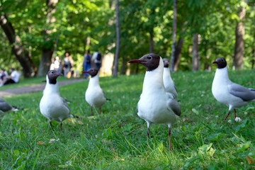 Seagulls on green grass. Group of seagulls rest on land after a flight.
