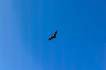 Cóndor en el cañón de Colca. Arequipa