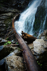 old wood leans against a rock below a waterfall