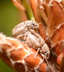 beetles Nut Leaf Weevils, Strophosoma melanogrammum, mating on a plant stem
