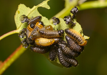 larvae of leaf beetles, Chrysomelidae, eating green leaves of a tree
