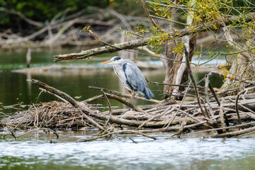 Heron. Fishing bird. Birds in the wild. Flying and waterfowl species of birds. Photo for wallpaper or background.