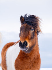 Obraz premium Horse in Iceland. Horse on the Westfjord in Iceland. Winter time. Composition with wild animals. Travel image