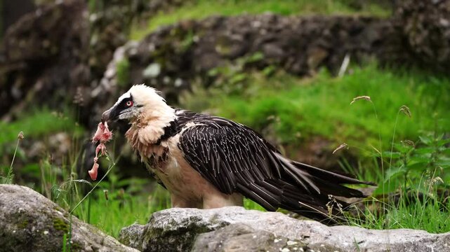 Hawk Gypactus barbatus Eagle feeds prey meat alpine summer wildlife