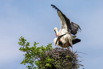 Weißstörche bei der Paarung 36