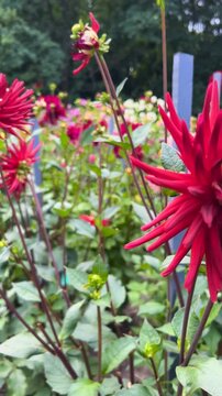 Dahlia pinnata mingus randy in a summer garden. Vertical video.