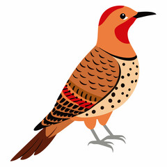 This is a detailed vector artwork of a Northern Flicker bird, ideal for wildlife, nature-themed designs, and digital illustration projects showcasing its unique plumage and woodpecker characteristics.