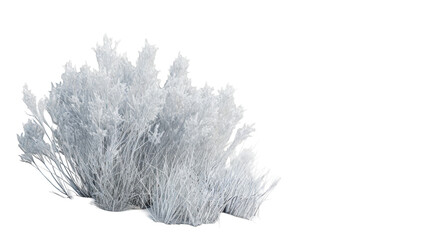 A close-up of a snowy bush isolated on a white background. The bush is covered in frost, making it look like it's been sprinkled with sugar.