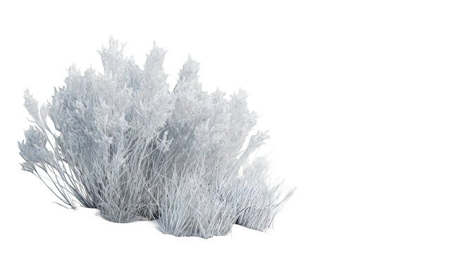 A close-up of a snowy bush isolated on a white background. The bush is covered in frost, making it look like it's been sprinkled with sugar.