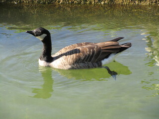 Obraz premium country goose swimming