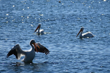 Pelicans floating on shiny blue water. Stretching and floating.