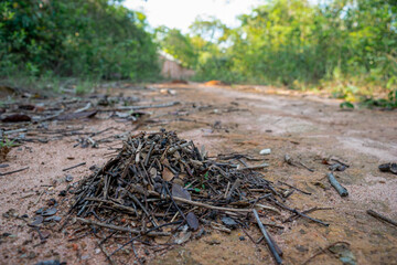 Anthill of sticks in the middle of the street in the Campim Rasteiro neighborhood, municipality of Contagem, Minas Gerais.
