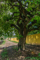 Obraz premium Beautiful pequi tree closing the street in the Campim Rasteiro neighborhood, municipality of Contagem, Minas Gerais.