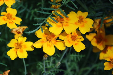 Sweden. Tagetes tenuifolia, the signet marigold, golden marigold or lemon marigold, is a species of...