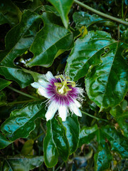 Night flower of the climbing species, native to southeastern Brazil. Known as passion fruit. Photographed on a farm in the Campim Rasteiro neighborhood, municipality of Contagem, Minas Gerais