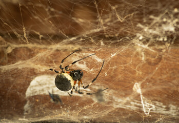 Nephilingis Cruentata, African Spider introduced into Brazil. Here known as Maria-bola or Roof Spider. This photographed on a farm in the Campim Rasteiro neighborhood, municipality of Contagem, Minas 