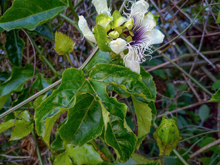 Passiflora edulis is a night climbing plant, native to southeastern Brazil. Known as passion fruit. Photographed near a farm in the Campim Rasteiro neighborhood, municipality of Contagem, Minas Gerais