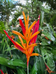 The Heliconia Parrot, scientifically known as Heliconia psittacorum, is a tropical plant originating from the regions of Central