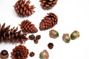 flat lay of scattered pinecones and acorns against a white background
