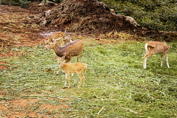 Exotic animals on display in the Bannerghatta zoo in Karnataka India