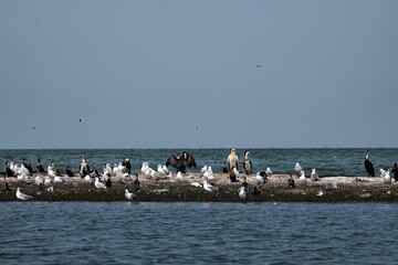 group of different water birds on a rock at Lake Victoria in Uganda