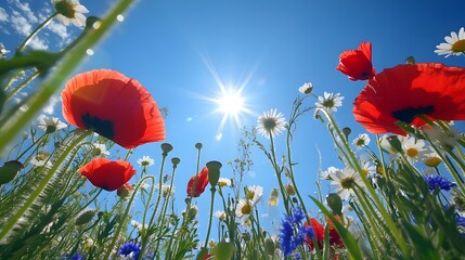 Obraz premium In the foreground, various wildflowers bloom in an open field under the bright sunshine. The sky is blue with white clouds, and there's some lens flare.