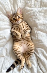 A cheerful spotted kitten relaxes on white bedding, showing its playful demeanor with a cute pose and curious expression