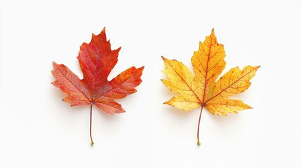 Vibrant Autumn Leaves in Red and Yellow Colors