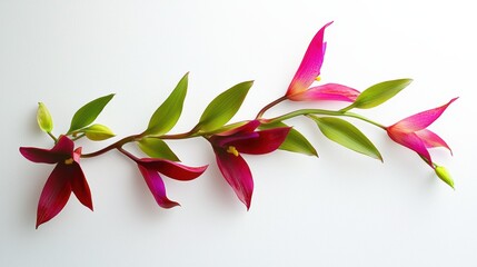 Vibrant Orchid Stem on White Background