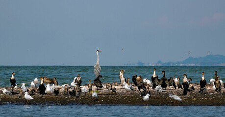 group of different water birds on a rock at Lake Victoria in Uganda