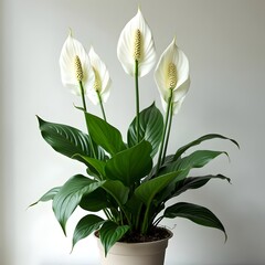 Obraz premium Healthy Peace Lily with White Flowers and Green Leaves