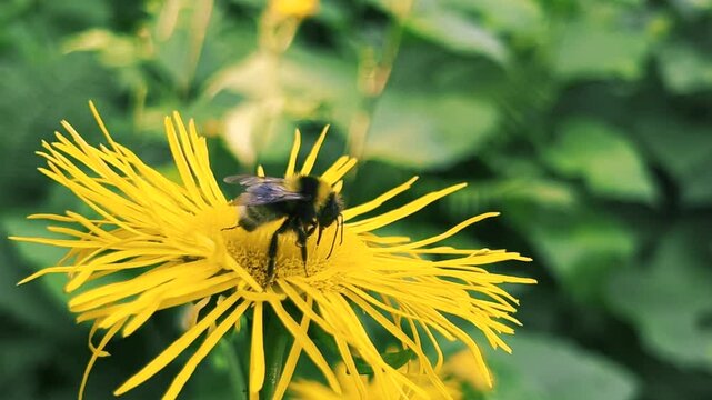 Bees pollinate the flowers of Inula magnifica.