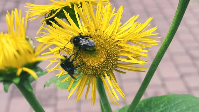 Bees pollinate the flowers of Inula magnifica.