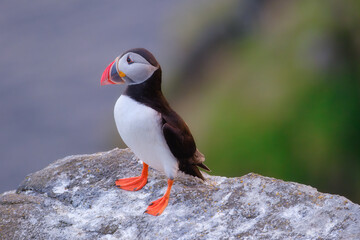 Puffin on the rocks. Birds living in Scandinavian countries. Fishing bird. Birds in the wild. Flying and waterfowl species of birds. Photo for wallpaper or background.