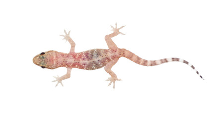 Mediterranean house gecko, Hemidactylus turcicus, moon lizard isolated on white, Mediterranean, wilderness of Montenegro
