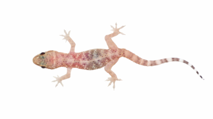 Mediterranean house gecko, Hemidactylus turcicus, moon lizard isolated on white, Mediterranean, wilderness of Montenegro