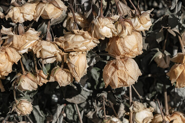 Dry, withered dead flowers form a depressing background. The concept of death