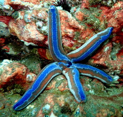 Costa Rica Sea Life