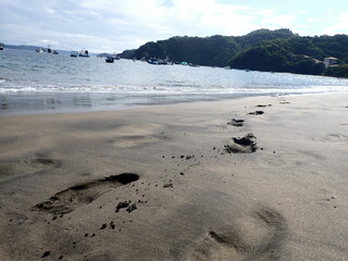 Costa Rica Sea Life