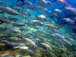 Costa Rica Sea Life