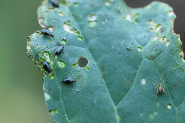 Cabbage flea beetle, Phyllotreta sp., feeding on the rapeseed leaf. Holes bitten in the leaf by...
